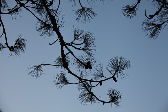 Pine Art