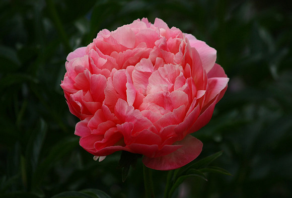 Perfect Pink Peony