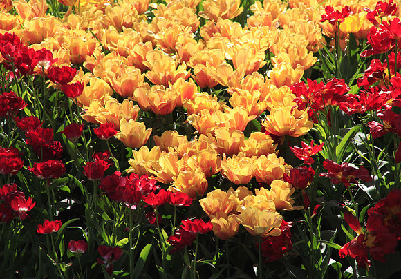 Gold and Red in V