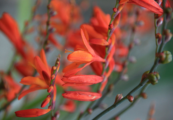 Fiery Orange