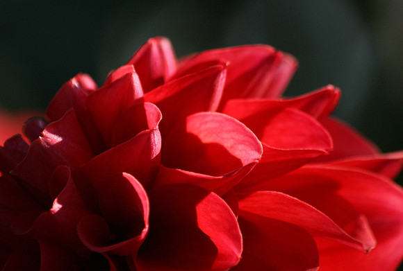 Ruby Red