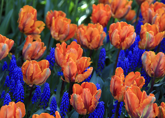 Purple and Orange