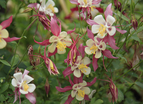 Columbine City