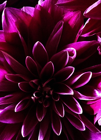 Dahlia Highlights