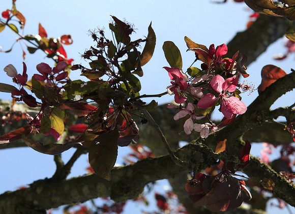 Apple Blossom Time