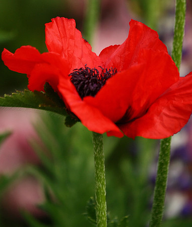 Poppy Visitor
