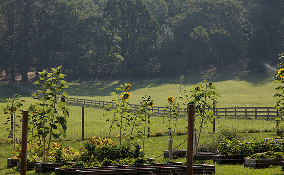 Medford Meadow