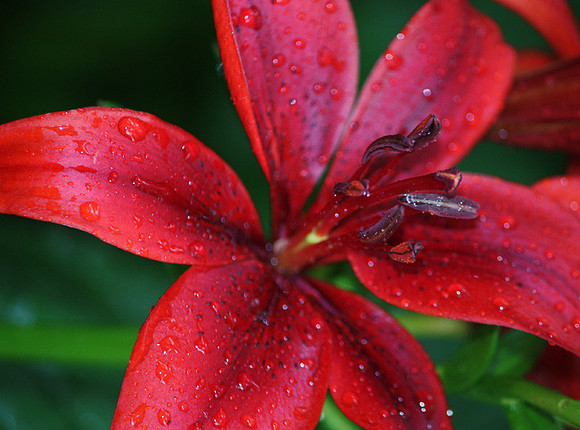 Lily in the Rain