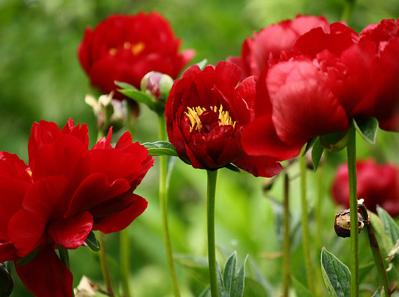 Poppy Shop