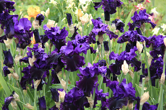 Purple, Purple, I Love Purple