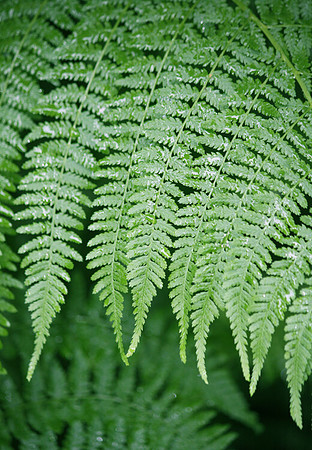 Fern Tips