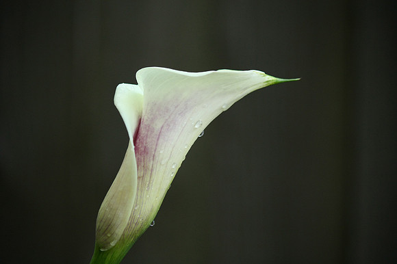 Calla