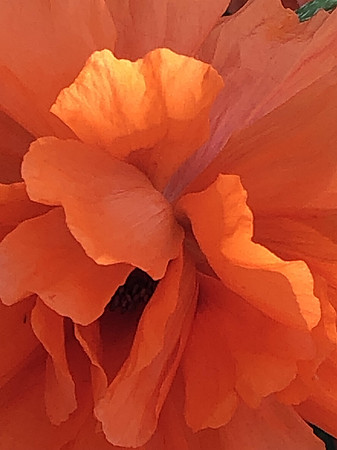 Orange Poppy