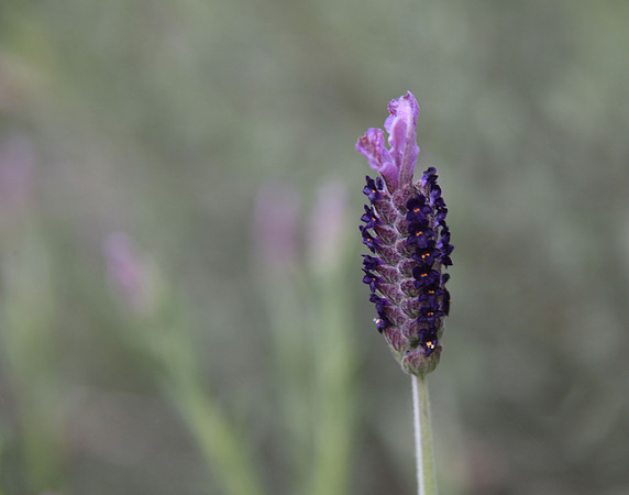 Lavender Morning