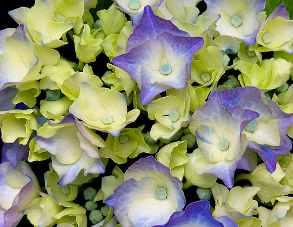 Love Me Some Hydrangea