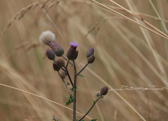 Gentle Breezes