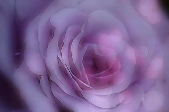 Lavender_lit up edges