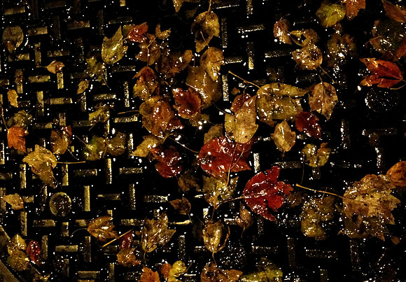 Leaves in the Rain