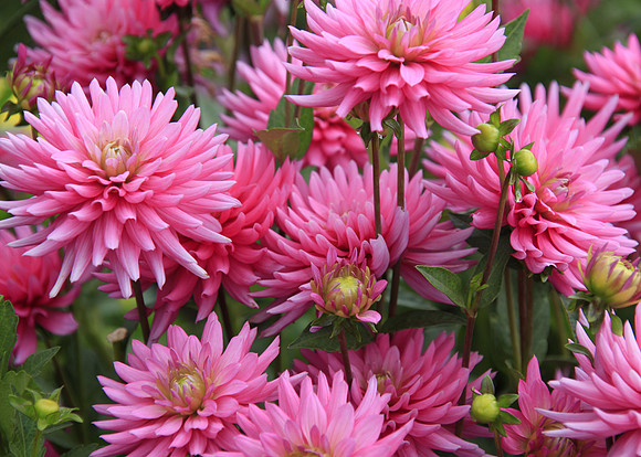It's a Pink of a Day