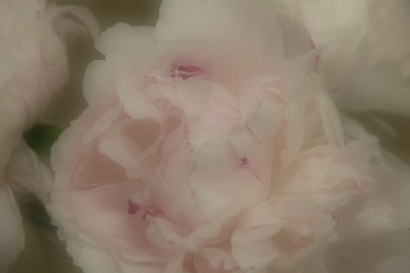 Pink on a Cloud