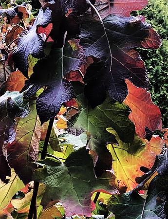 Colors of Fall
