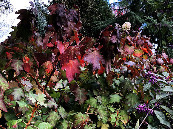 Colors of Fall II