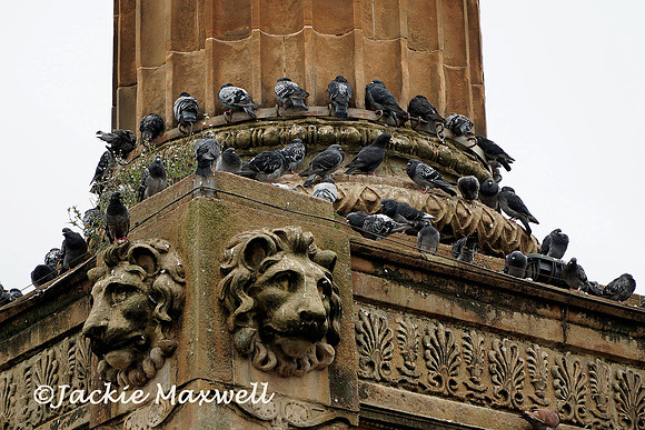 Pigeon Pillar copy