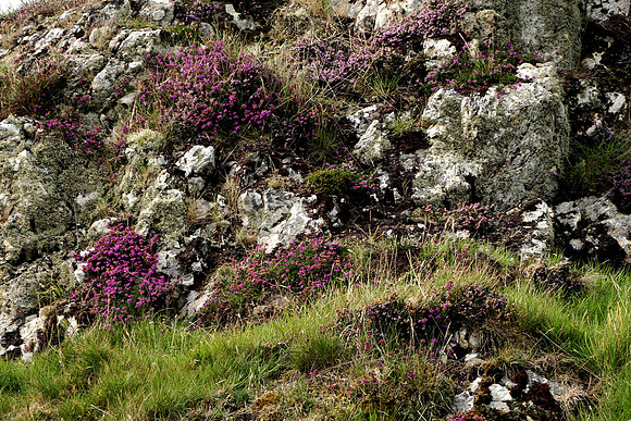 Wee Bit of Heather