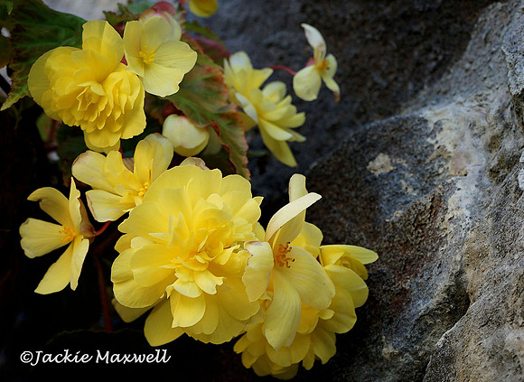 Begonia and Stone copy
