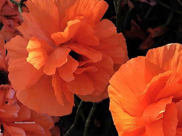 Orange You a Poppy copy