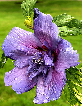 Rose of Sharon copy
