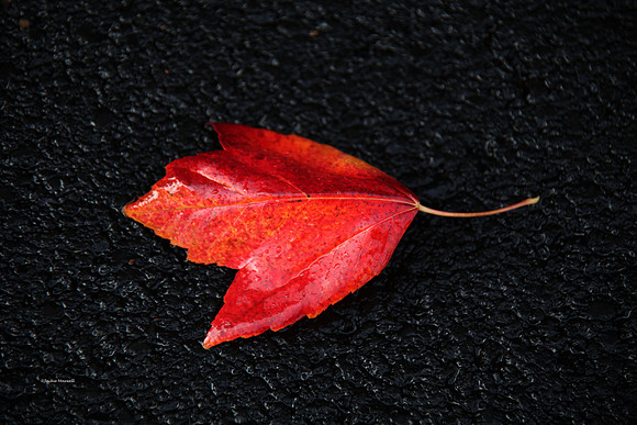 Red Leaf on Asphalt copy