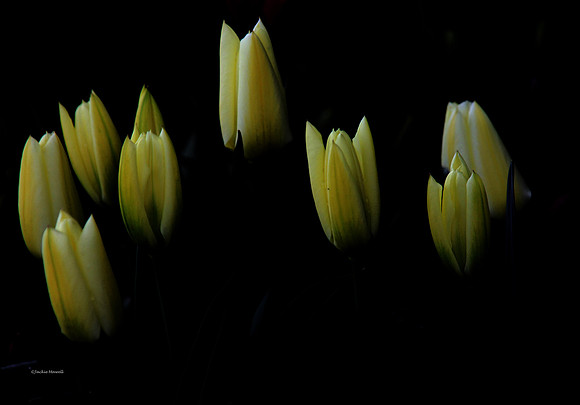 Savoring the Light copy