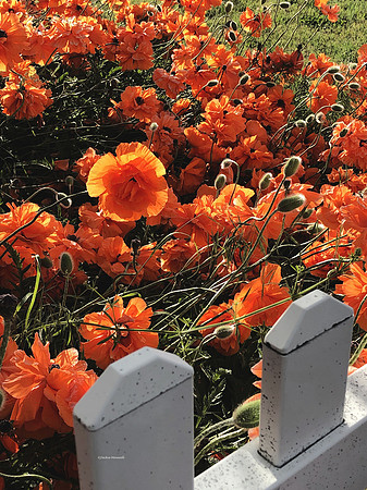 Poppies at the Fence copy