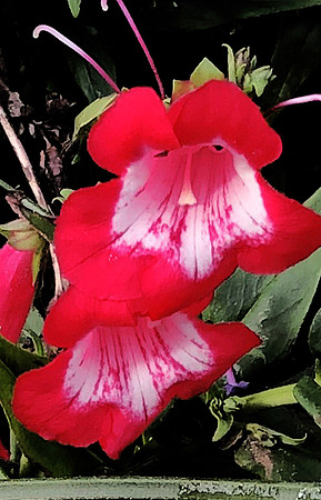 Santa Came in Flower Form