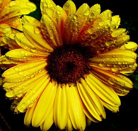 Liquid Sunshine