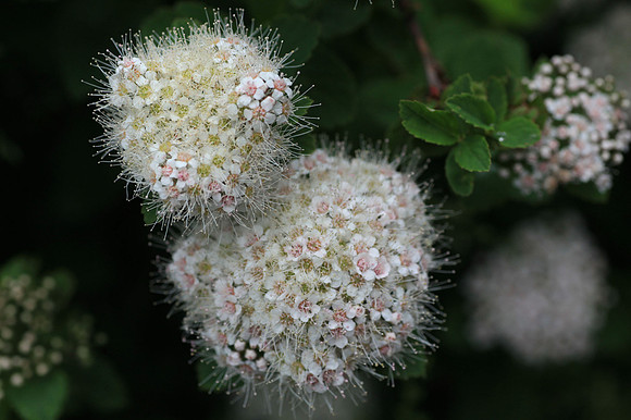 Puffs of Pretty
