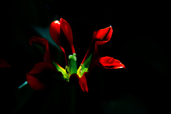 Beauty Fades