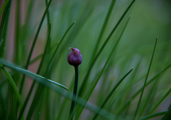 Chive Talkin'
