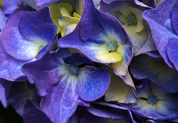 Colors of Love