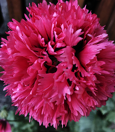 Cousin It Went for a Cut and Color