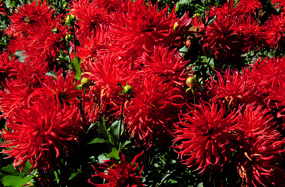 Did Someone Say Red?