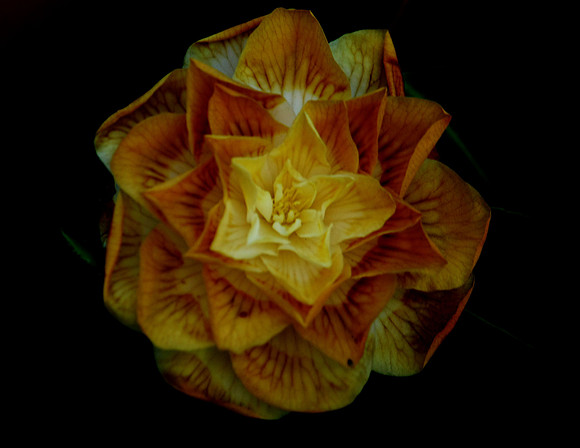 Centered