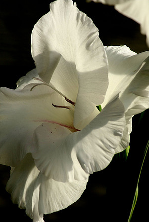 Iris 2016
