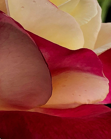 Ode to the Beauty of Life