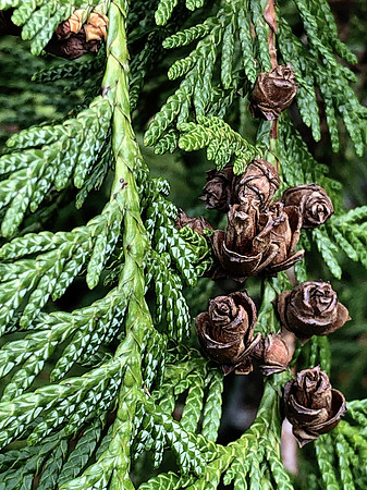 Pine Rose