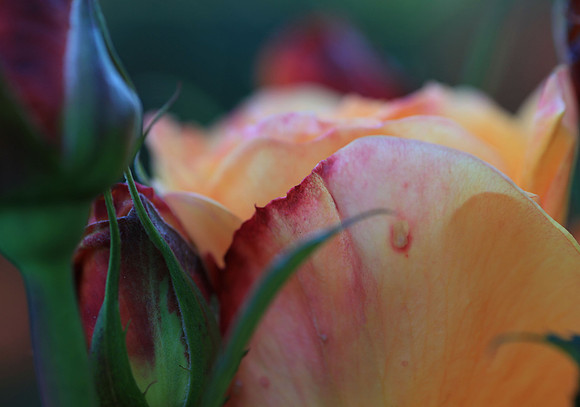 Peach Cobler