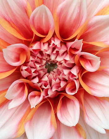 Love Me Some Dahlia