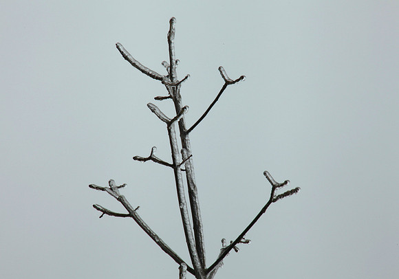 Ice Antlers