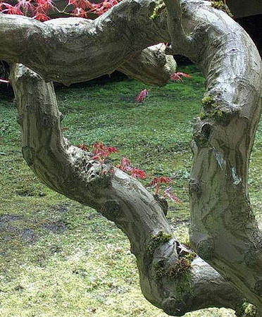 Twisted Beauty